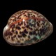 Tiger Cowrie