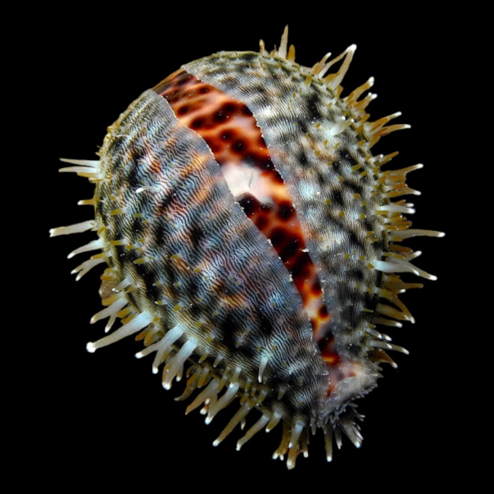 Tiger Cowrie