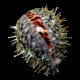 Tiger Cowrie