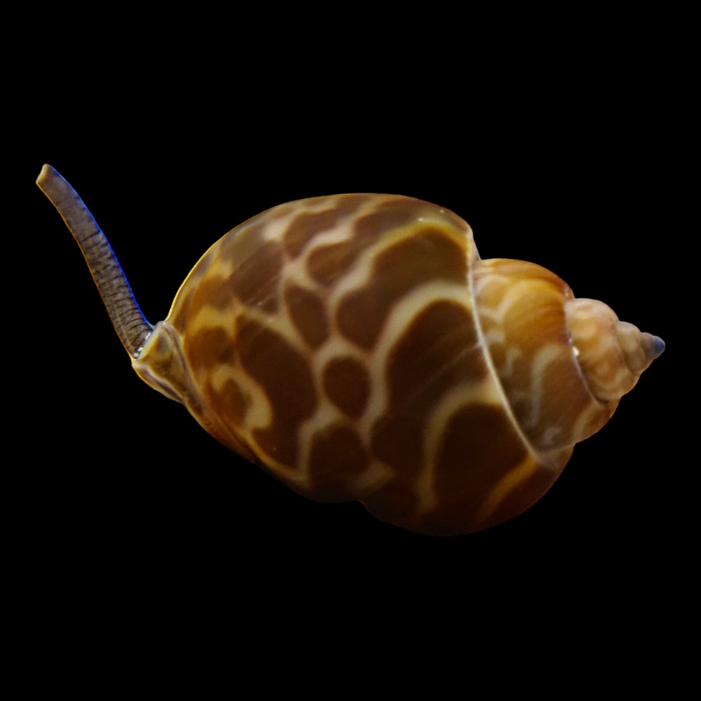 Nassarius Snail