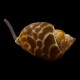 Nassarius Snail