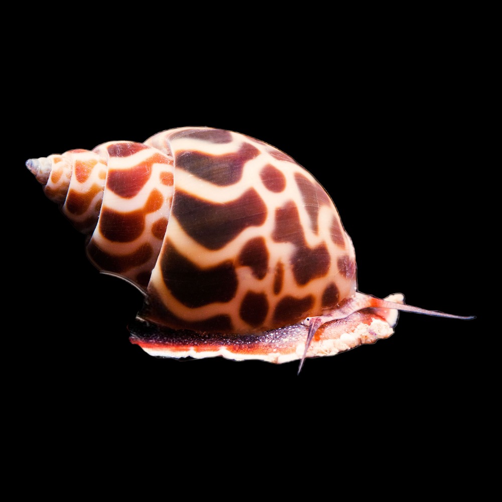 Nassarius Snail
