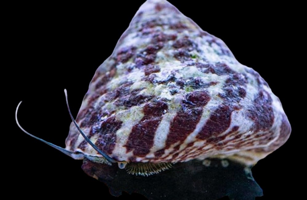 Marine inverts and more back in store! See you soon