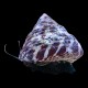 Turban Snail