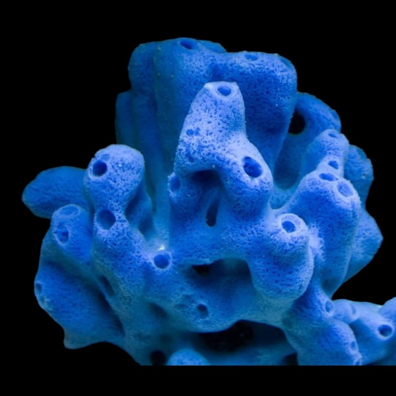Sponge Blue/Purple