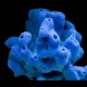 Sponge Blue/Purple