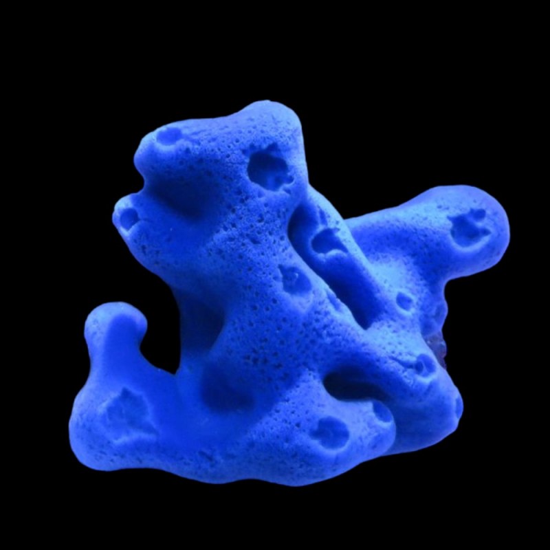 Sponge Blue/Purple