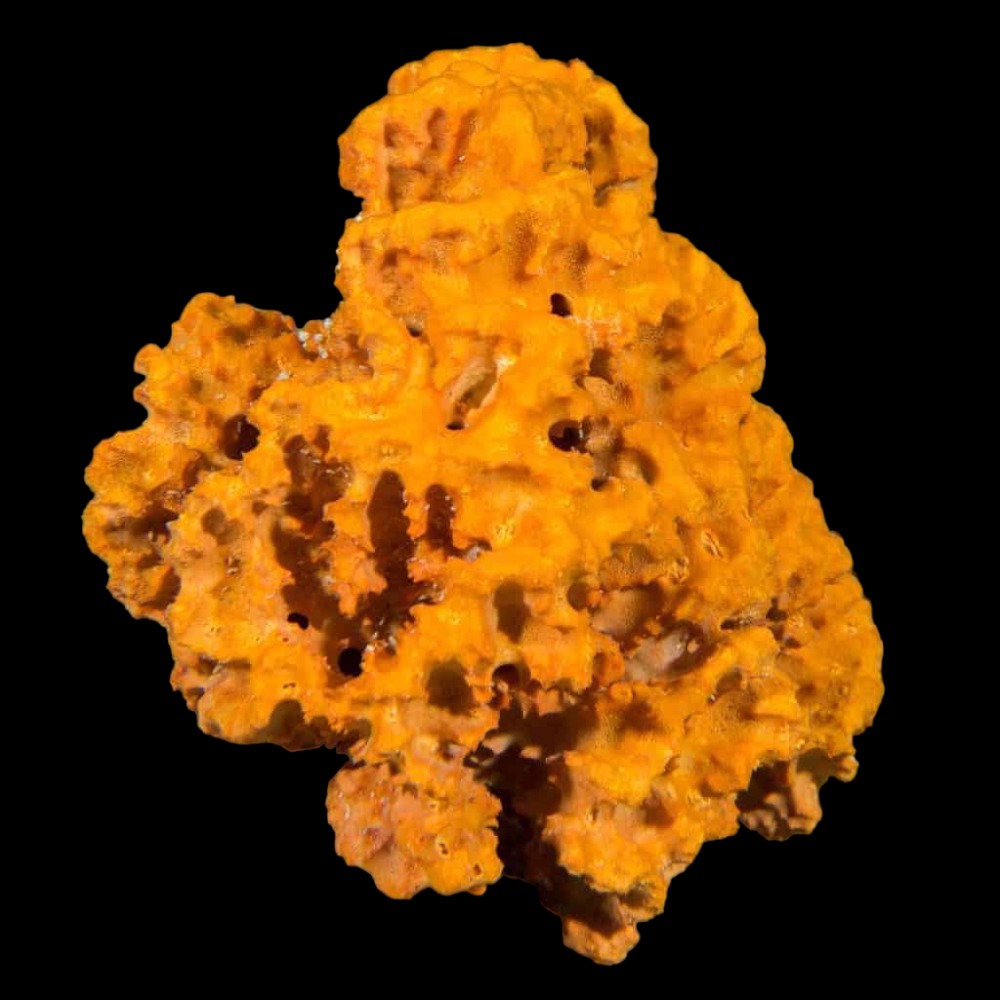 Jagger Sponge