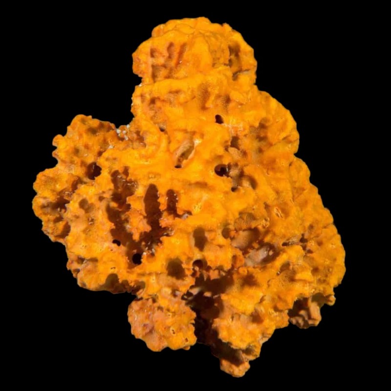 Jagger Sponge