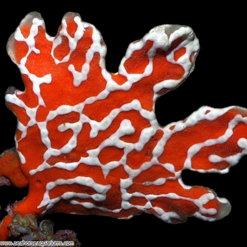 Tiger Sponge