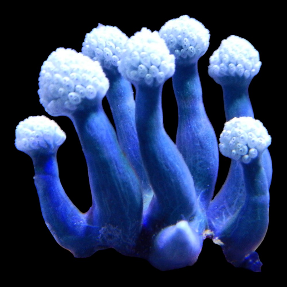 Blue Cauliflower Sponge