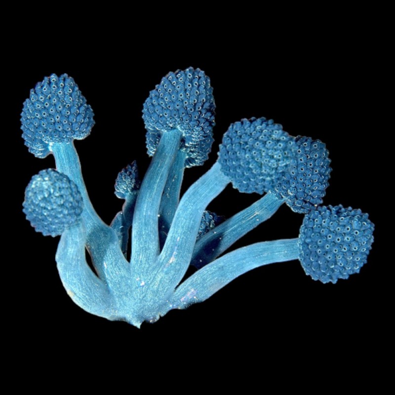 Blue Cauliflower Sponge