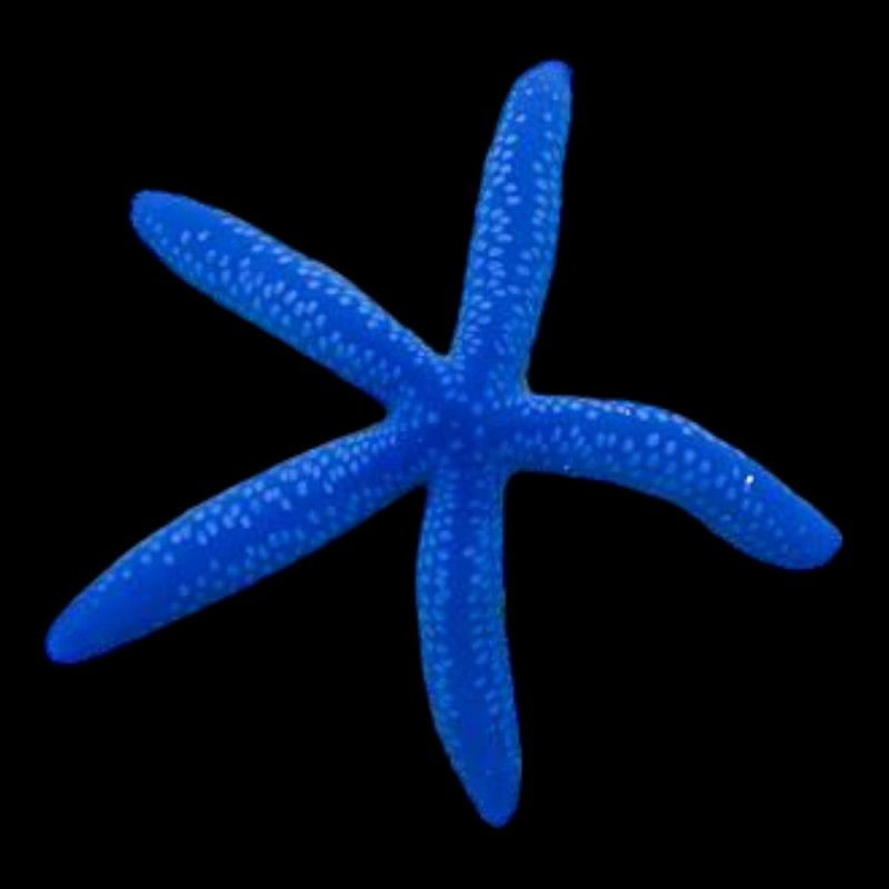 Blue Starfish