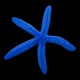 Blue Starfish