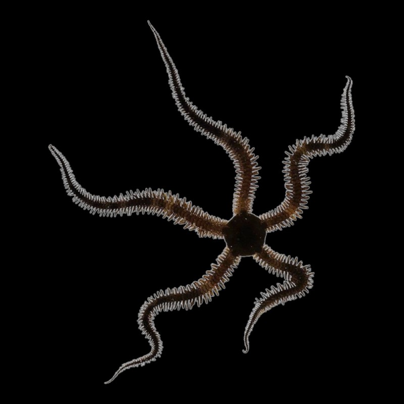 Brittle Star
