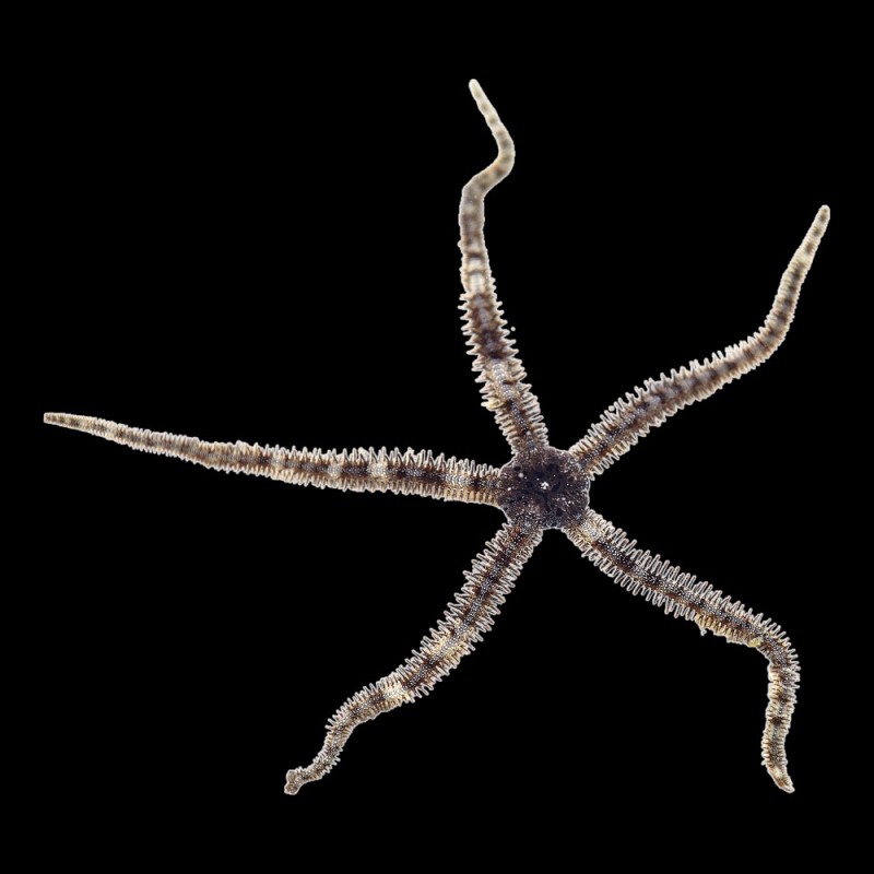 Brittle Star