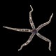 Brittle Star