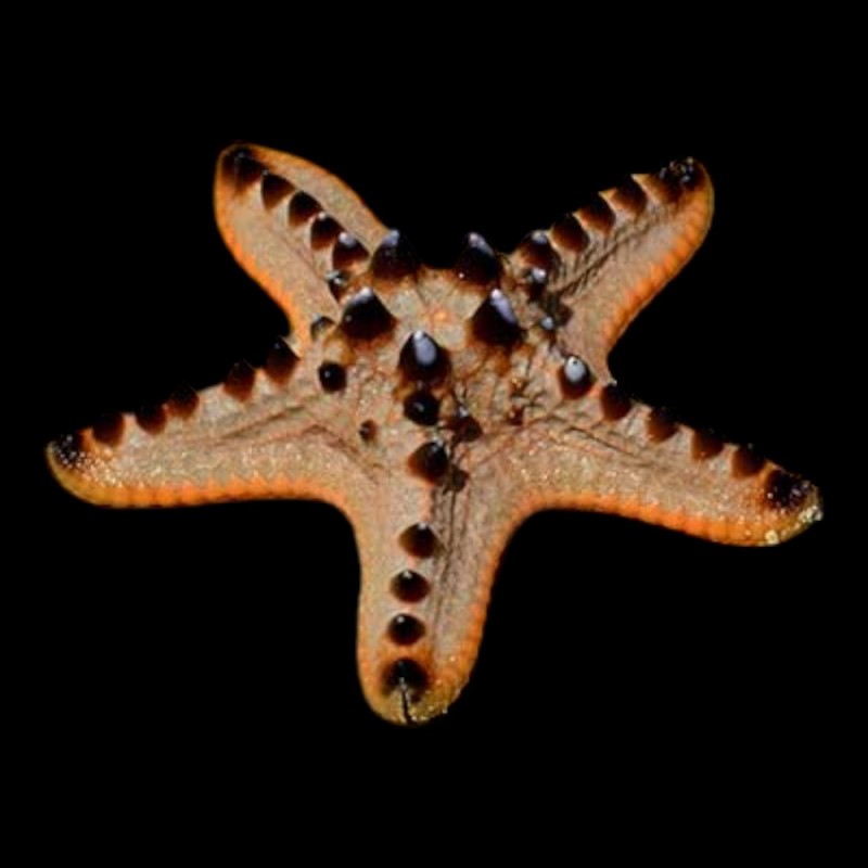 Choclate Chip Starfish