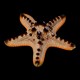 Choclate Chip Starfish