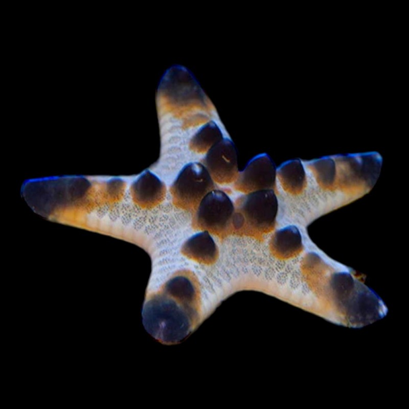 Choclate Chip Starfish
