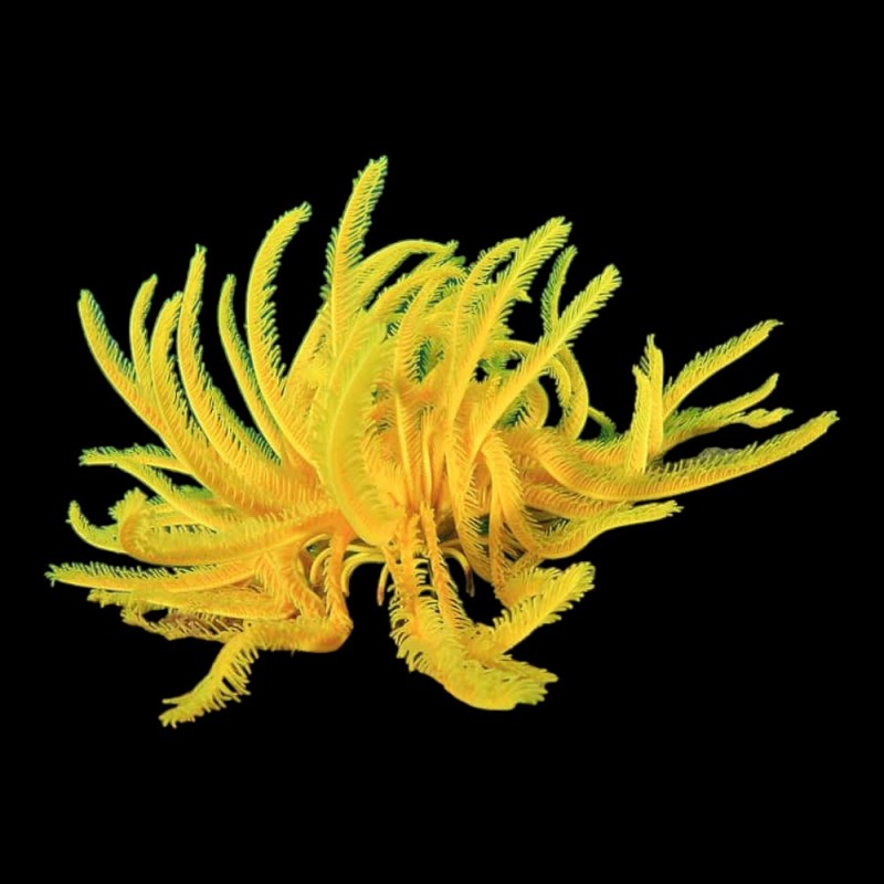 Featherstar