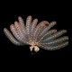 Featherstar