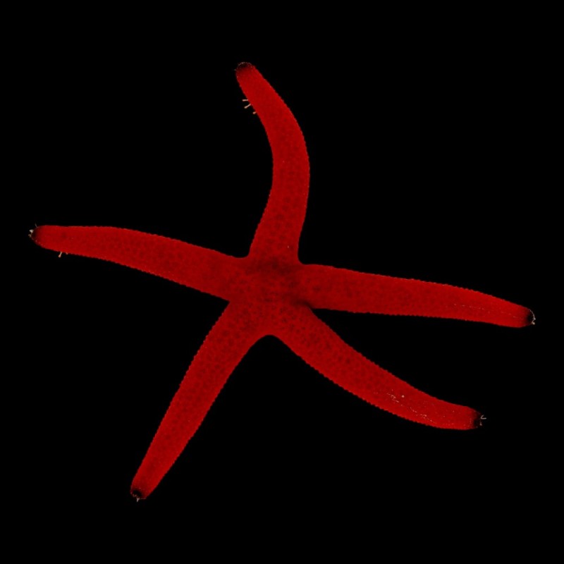 Red Starfish