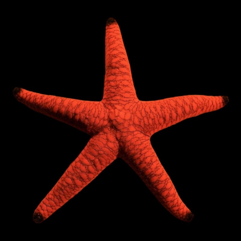 Red Starfish