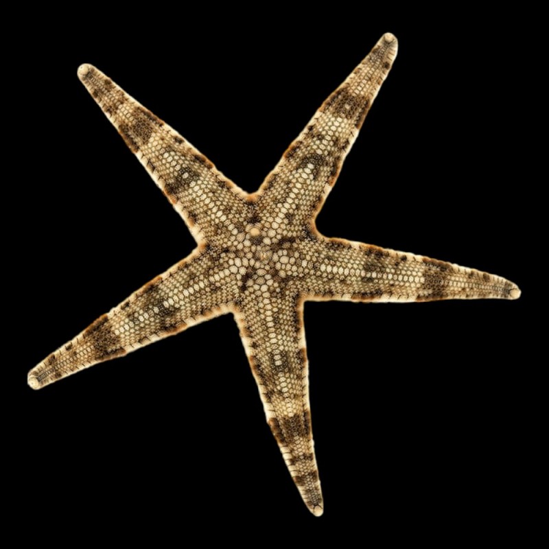 Sand sifiting Star