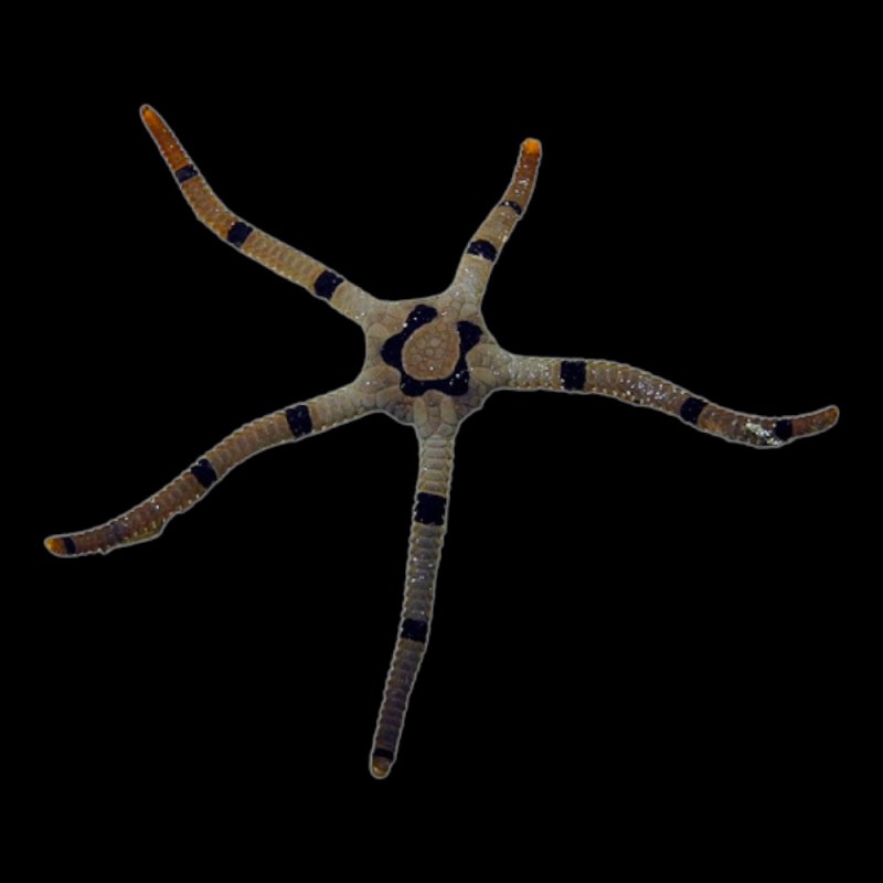 Serpent Star