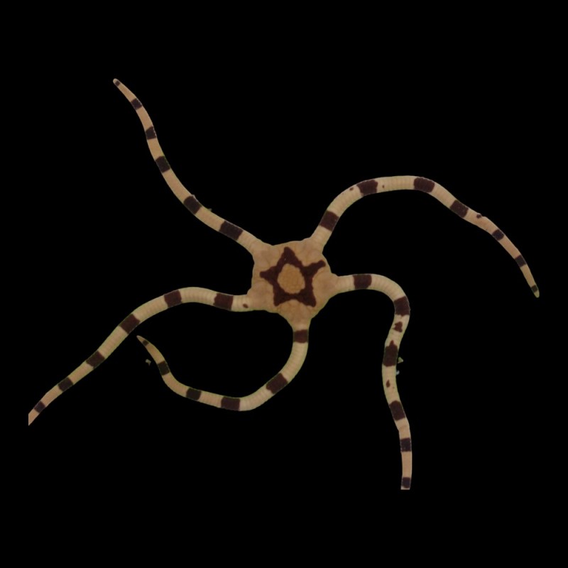 Serpent Star