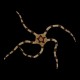 Serpent Star