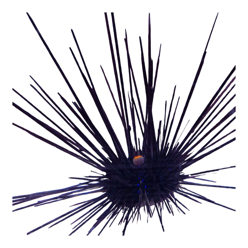 Black longspine Urchin Large