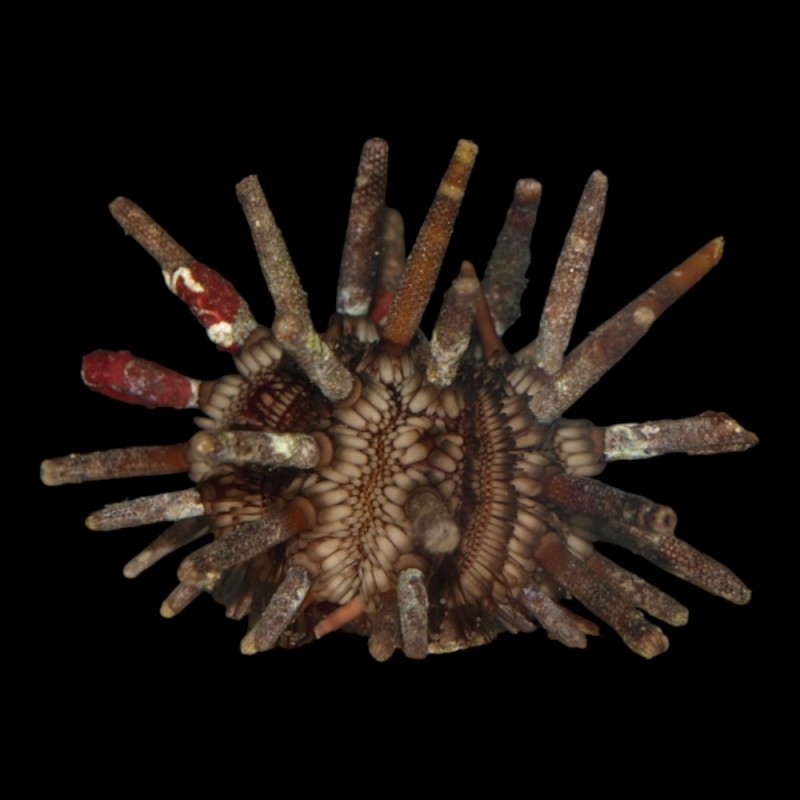 Pencil Urchin