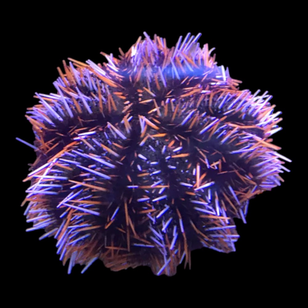 Pincushion Urchin