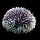 Pincushion Urchin