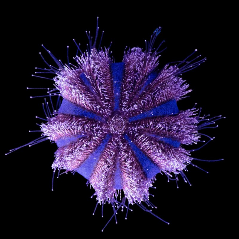 Blue Pincushion Urchin