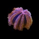 Blue Pincushion Urchin