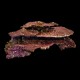 Real Reef Rock Plate Per Kg