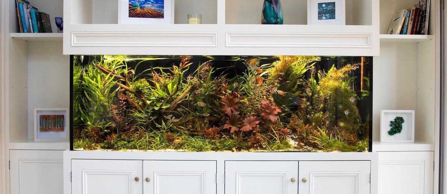 New Plants in Store now! 