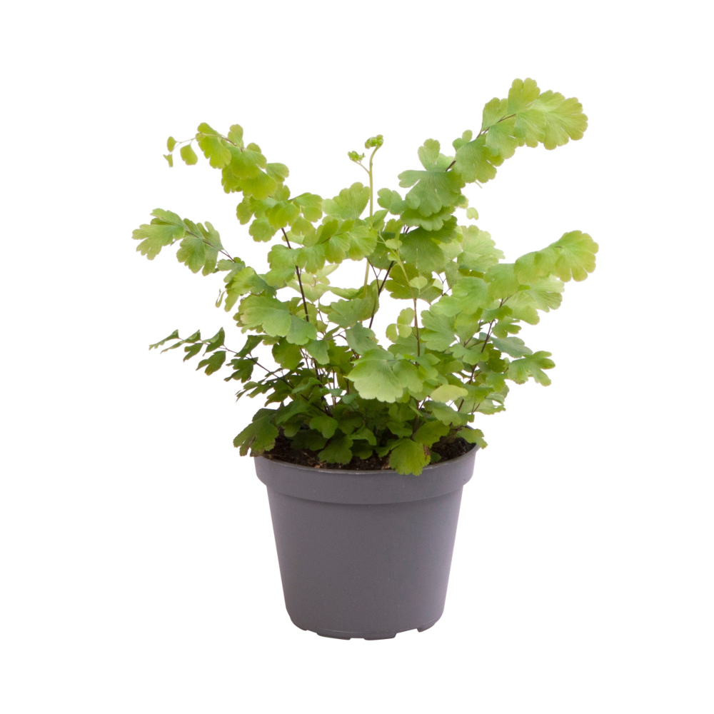 Adiantum fritz luthii mini