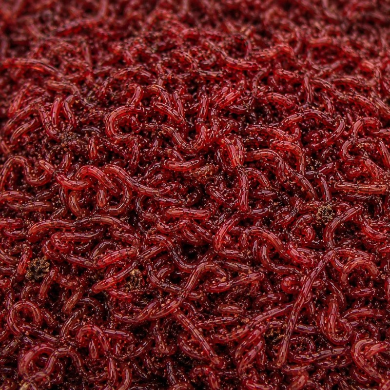 Live Bloodworms 45ml