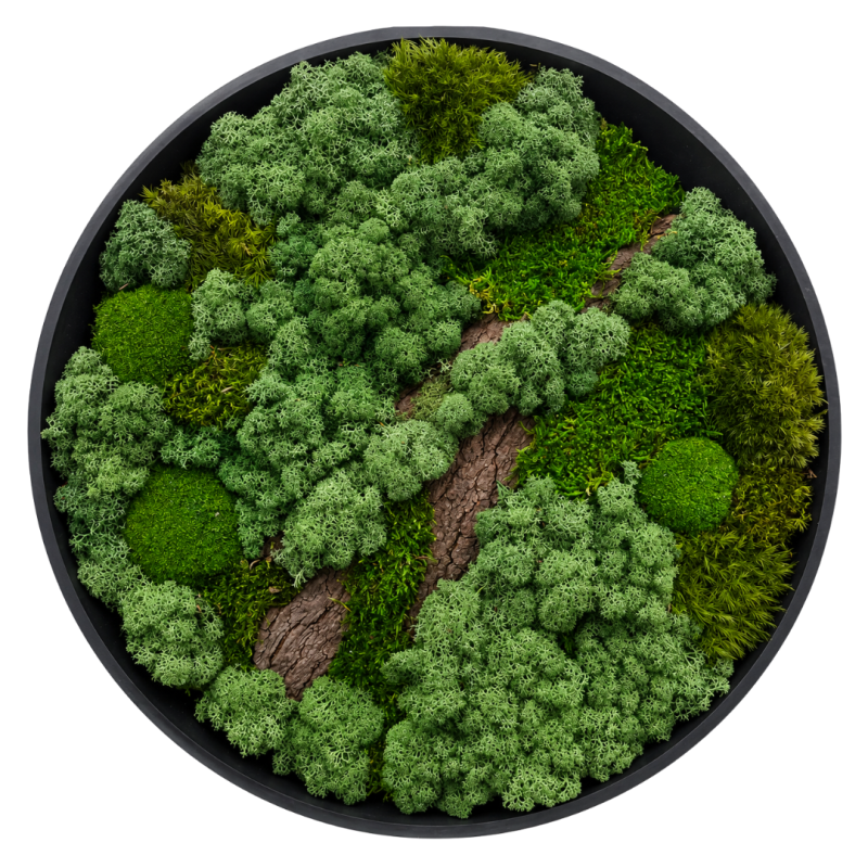 Moss Art L Circle with Enrichment Ref 301