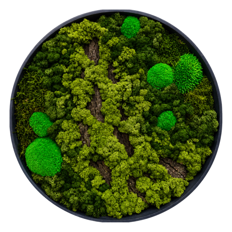 Moss Art L Circle with Enrichment Ref 303