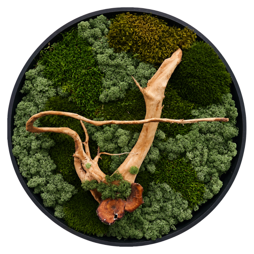 Moss Art L Circle with Enrichment Ref 308