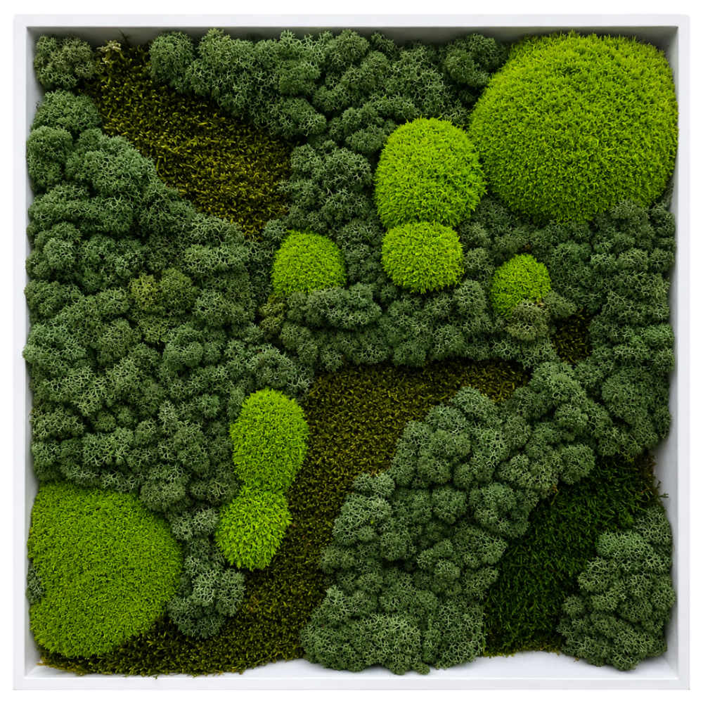 Moss Art L Square Ref 501