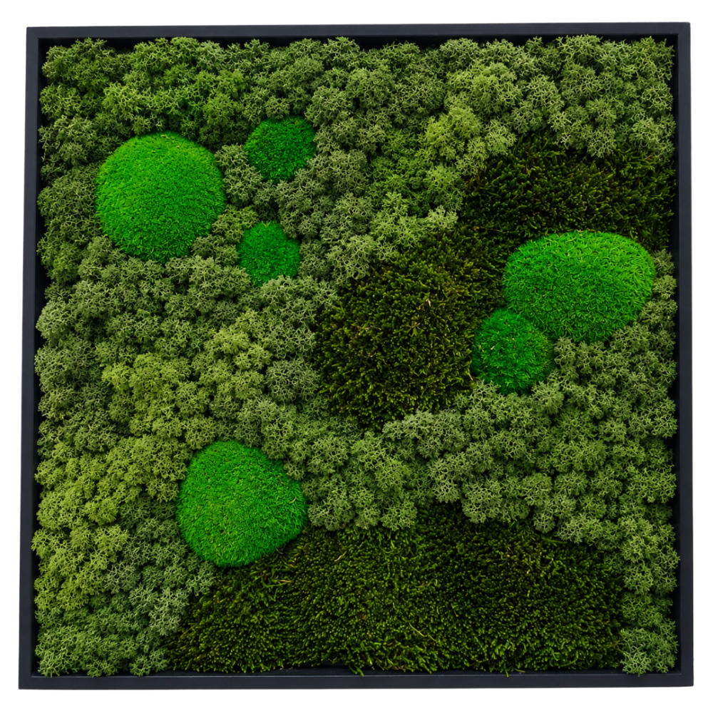 Moss Art L Square Ref 502