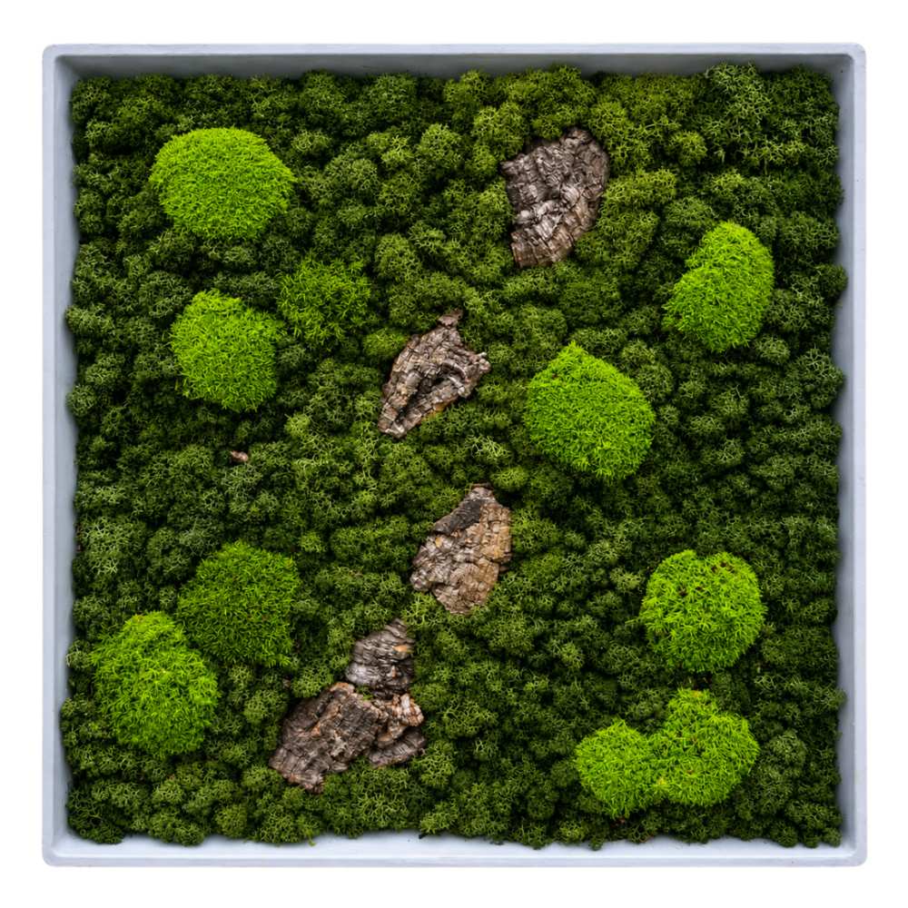 Moss Art L Square with Enrichment Ref 701
