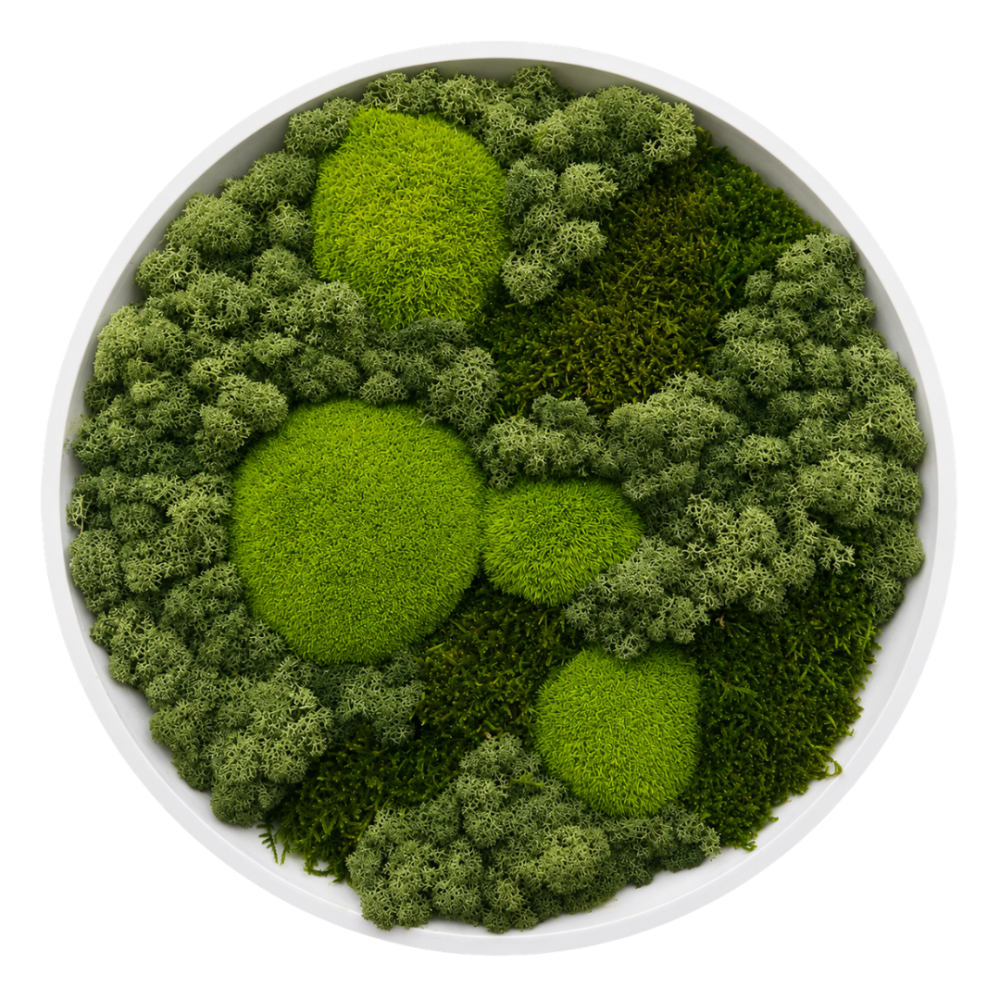 Moss Art M Circle Ref 051