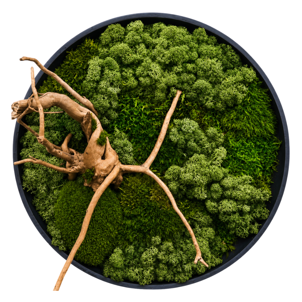 Moss Art M Circle with Enrichment Ref 251
